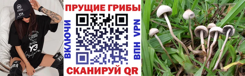 Галлюциногенные грибы мицелий  Боготол 